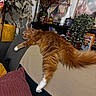 Mao Mao participe au concours pour gagner de l'argent avec cette photo : cat, orange_cat, fluffy, couch, pillow, plant, indoor, relaxed, decor, vase, bookshelf, artwork, furniture, home, cozy, resting, whiskers, tail, fur, pet