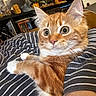 Mao Mao participe au concours pour gagner de l'argent avec cette photo : cat, orange_tabby, white_paws, striped_shirt, person, arm, indoor, plants, decor, furniture, cozy, alert, wide_eyes, fur, pet, domestic_animal, close_up, resting, comfort, living_room