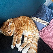 Mao Mao a rejoint le concours — aidez-le/la à gagner de superbes lots ! cat, orange_tabby, white_paws, fluffy_tail, couch, pillows, blue_pillow, pink_pillow, cozy, indoor, pet, relaxed, fur, resting, domestic_cat, curious, soft_texture, home, comfortable, animal