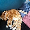 cat, orange_tabby, white_paws, fluffy_tail, couch, pillows, blue_pillow, pink_pillow, cozy, indoor, pet, relaxed, fur, resting, domestic_cat, curious, soft_texture, home, comfortable, animal