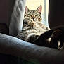 cat, tabby, window, curtains, cushion, indoor, pet, feline, relaxed, sunlight, resting, cozy, fur, animal, home, seat, looking, daylight, paw, ears
