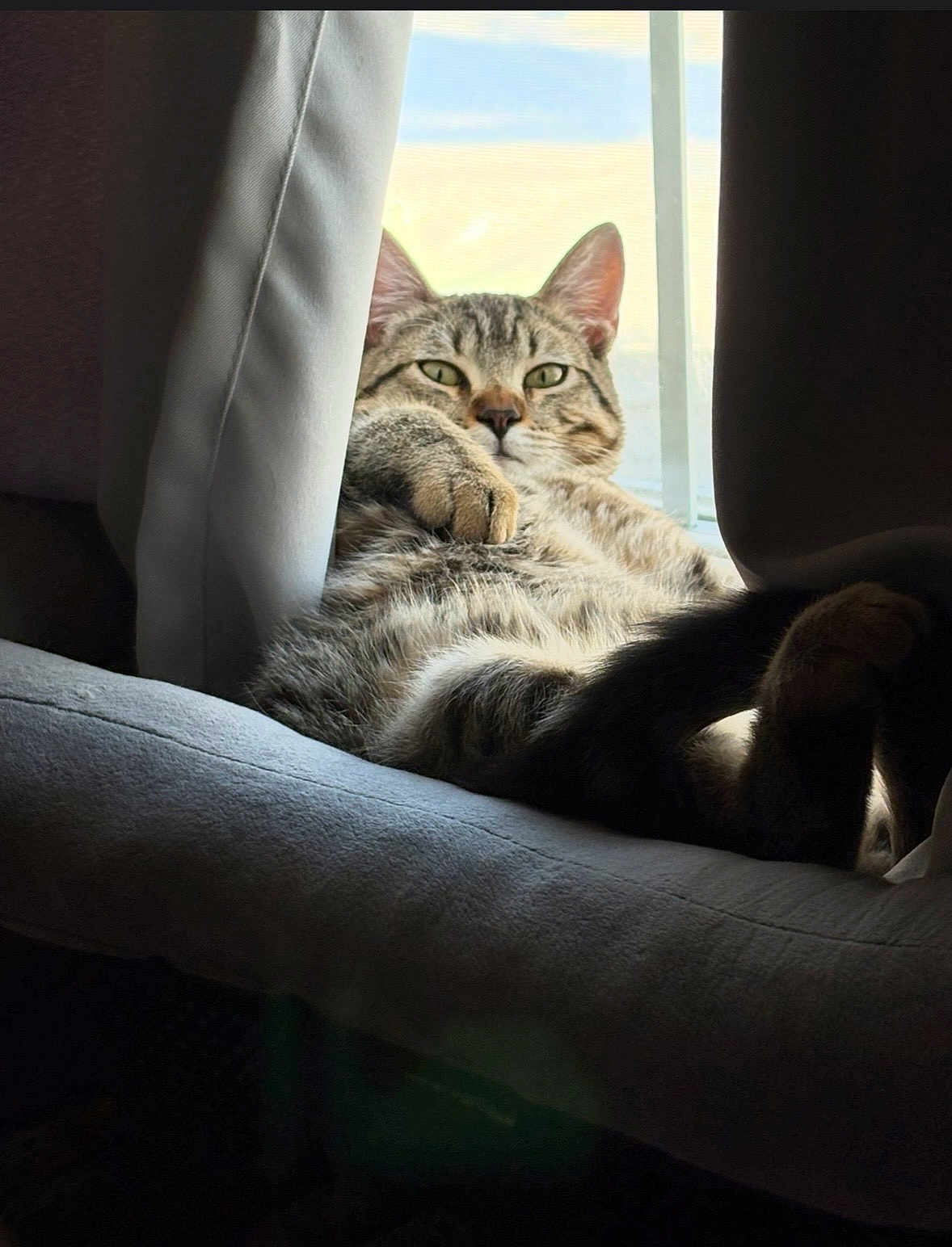 Biscuit is registered to the contest to win money with this photo: cat, tabby, window, curtains, cushion, indoor, pet, feline, relaxed, sunlight, resting, cozy, fur, animal, home, seat, looking, daylight, paw, ears