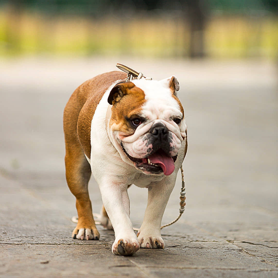 Ohana a rejoint le concours — aidez-le/la à gagner de superbes lots ! american_bulldog, australian_bulldog, british_bulldogs, bulldog, canidae, carnivore, companion_dog, dog, dog_breed, fawn, mammal, non_sporting_group, nose, old_english_bulldog, olde_english_bulldogge, renascence_bulldogge, snout, toy_bulldog, vertebrate, white_english_bulldog