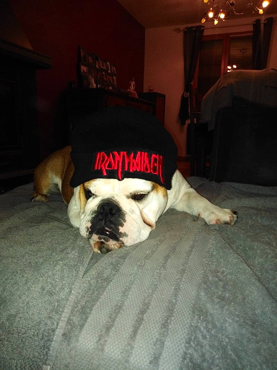 Ohana a rejoint le concours — aidez-le/la à gagner de superbes lots ! american_bulldog, australian_bulldog, bulldog, canidae, carnivore, companion_dog, dog, dog_breed, fawn, french_bulldog, mammal, non_sporting_group, nose, old_english_bulldog, olde_english_bulldogge, puppy, skin, snout, toy_bulldog, white_english_bulldog