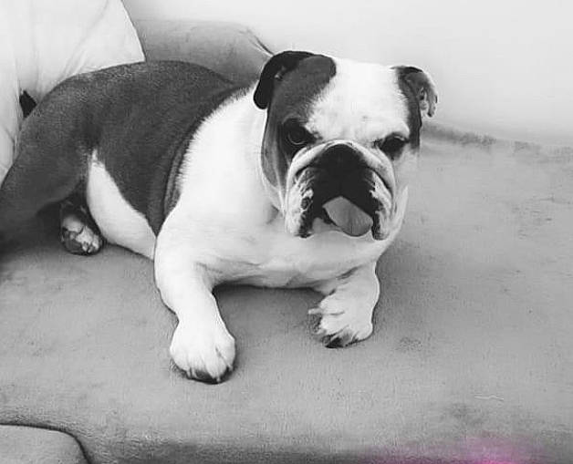 Ohana participe au concours pour gagner de l'argent avec cette photo : australian_bulldog, bulldog, canidae, carnivore, companion_dog, dog, dog_breed, dorset_olde_tyme_bulldogge, mammal, non_sporting_group, old_english_bulldog, olde_english_bulldogge, puppy, puppy_love, rare_breed_dog, snout, toy_bulldog, valley_bulldog, vertebrate, white_english_bulldog