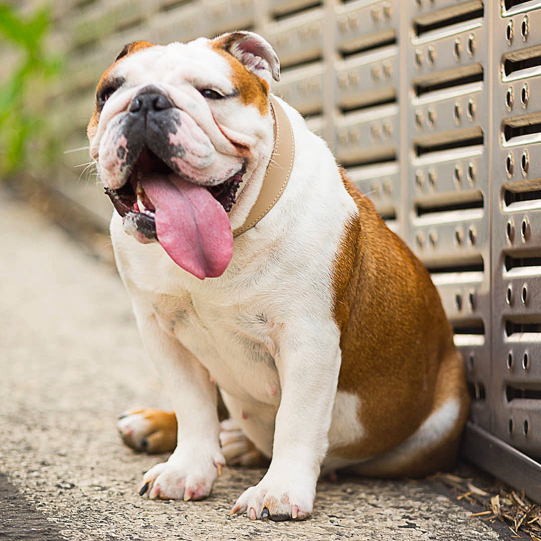 Ohana a rejoint le concours — aidez-le/la à gagner de superbes lots ! american_bulldog, ancient_dog_breeds, australian_bulldog, british_bulldogs, bulldog, canidae, carnivore, companion_dog, dog, dog_breed, dorset_olde_tyme_bulldogge, mammal, non_sporting_group, old_english_bulldog, olde_english_bulldogge, renascence_bulldogge, snout, toy_bulldog, vertebrate, white_english_bulldog