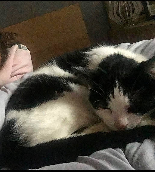 Kenza a rejoint le concours — aidez-le/la à gagner de superbes lots ! black_and_white, carnivore, cat, ear, eye, felidae, fur, kitten, nap, nose, photography, sky, sleep, small_to_medium_sized_cats, tail, whiskers