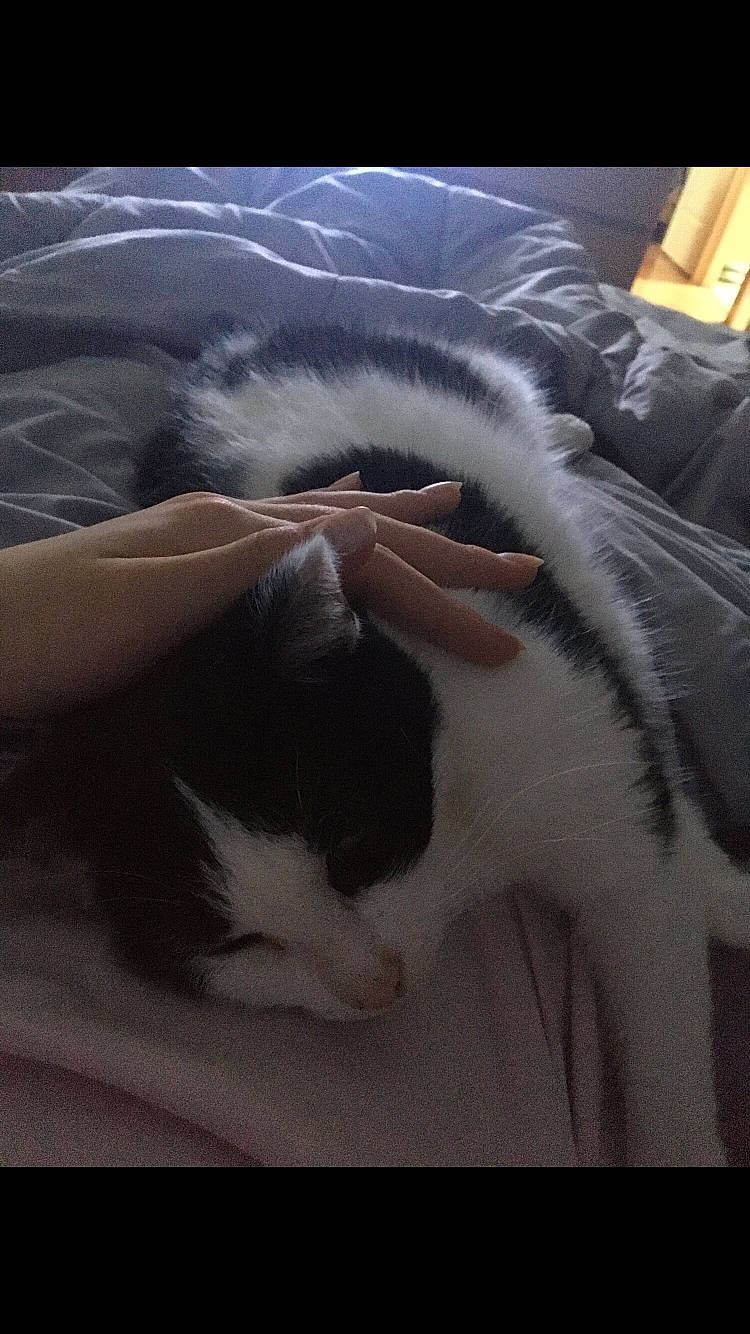 Kenza a rejoint le concours — aidez-le/la à gagner de superbes lots ! carnivore, cat, ear, felidae, fur, nap, nose, polydactyl_cat, sky, sleep, small_to_medium_sized_cats, snout, tail, whiskers