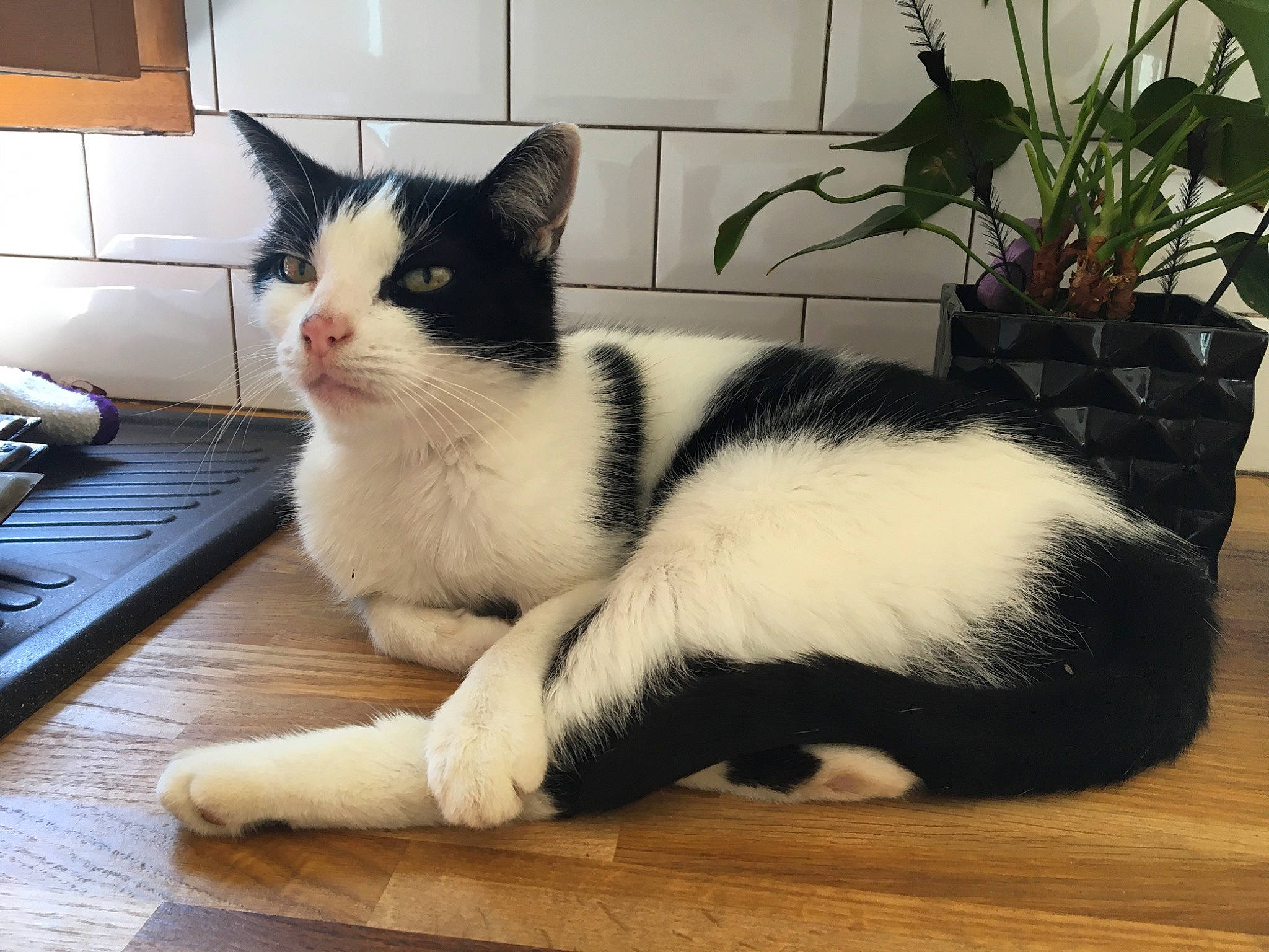 Kenza a rejoint le concours — aidez-le/la à gagner de superbes lots ! aegean_cat, american_wirehair, black_and_white, carnivore, cat, domestic_short_haired_cat, european_shorthair, felidae, fur, japanese_bobtail, kitten, leg, mammal, paw, polydactyl_cat, small_to_medium_sized_cats, square, tail, whiskers