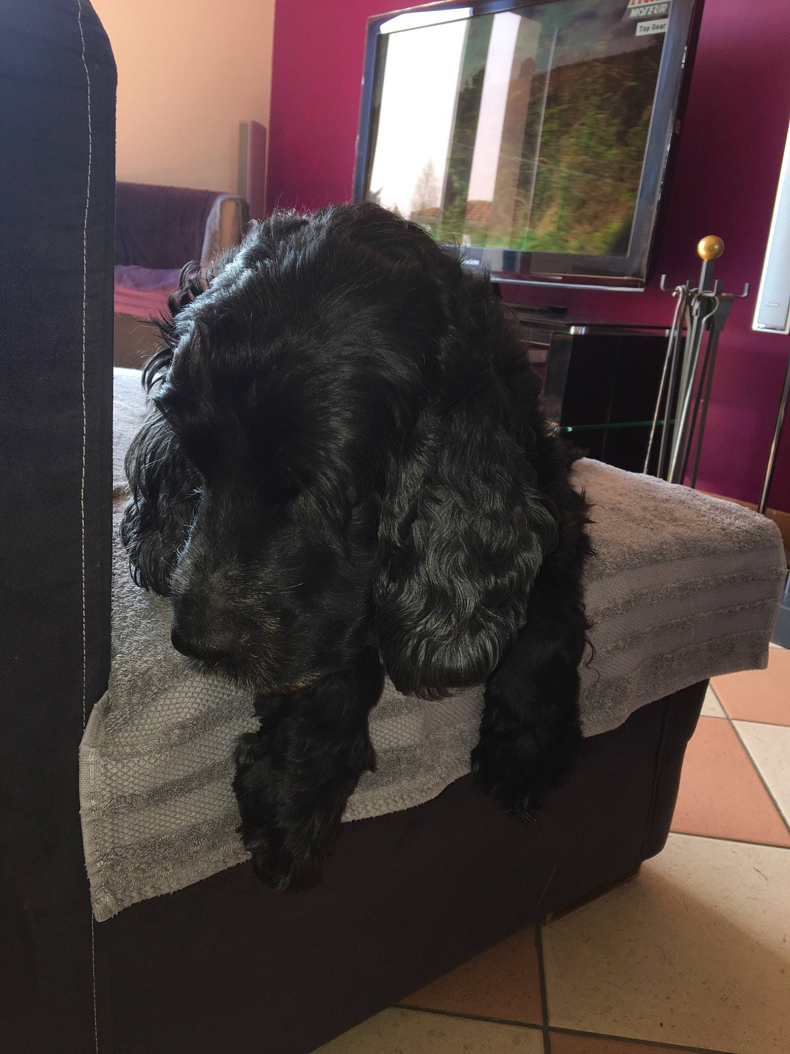 Emie a rejoint le concours — aidez-le/la à gagner de superbes lots ! american_cocker_spaniel, black_russian_terrier, canidae, carnivore, cavapoo, cockapoo, cocker_spaniel, companion_dog, dog, dog_breed, english_cocker_spaniel, fur, portuguese_water_dog, spaniel, sporting_group