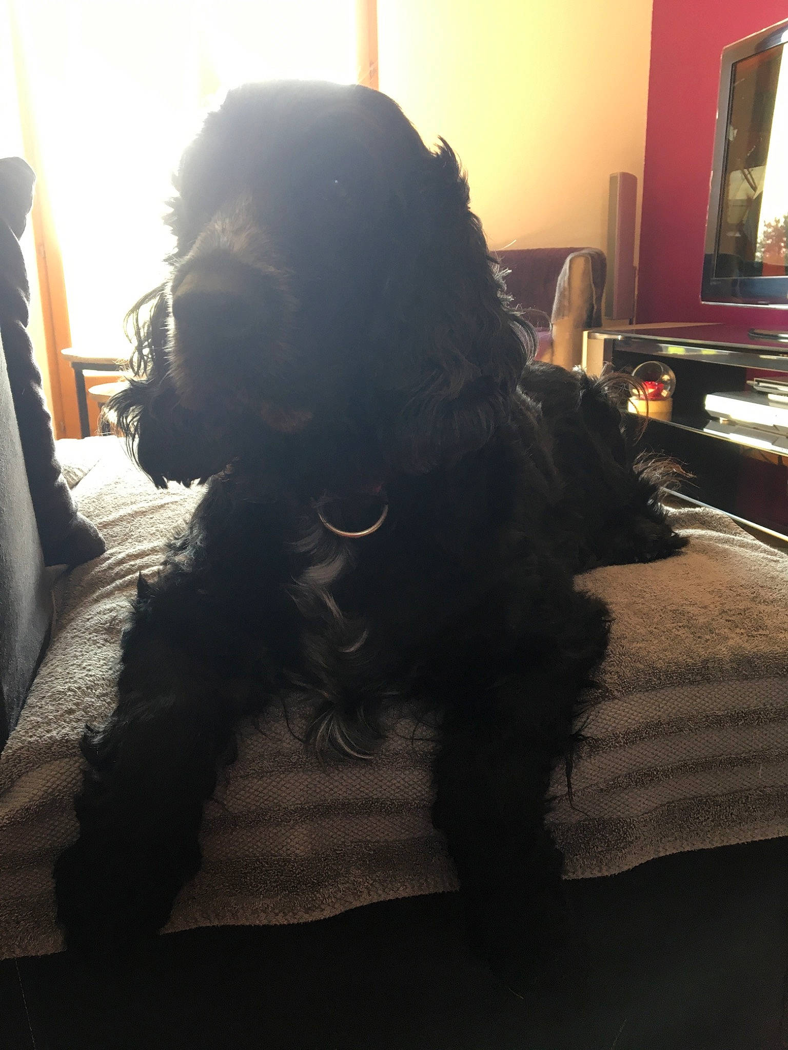 Emie participe au concours pour gagner de l'argent avec cette photo : black_hair, canidae, companion_dog, fur, long_hair, room, sporting_group