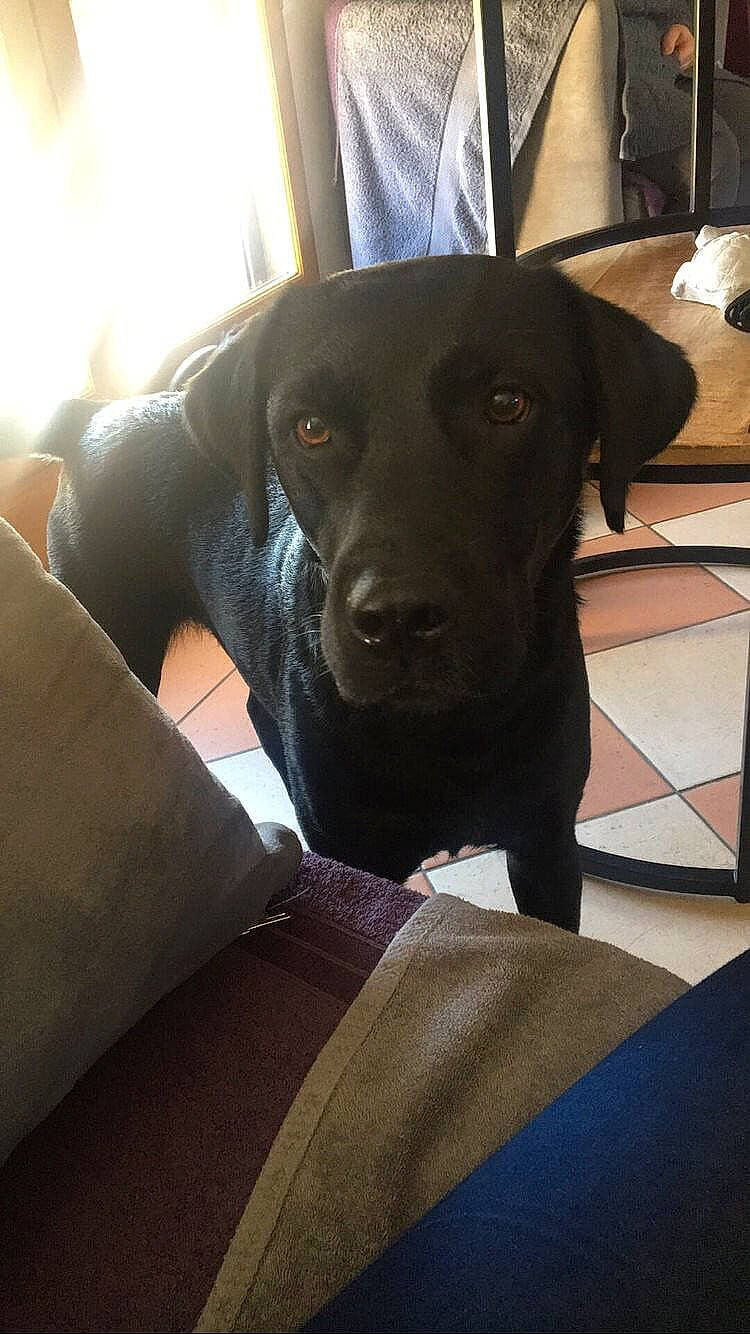 Marley a rejoint le concours — aidez-le/la à gagner de superbes lots ! beagador, borador, canidae, carnivore, companion_dog, dog, dog_breed, fawn, labrador_retriever, mammal, nose, patterdale_terrier, pointing_breed, puppy, retriever, snout, sporting_group