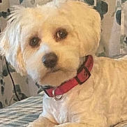 Chloe is registered to the contest to win money with this photo: animal_portrait, companion, cozy, cream_color, curtains, cute, dog, domestic_animal, fluffy, fur, furniture, home_interior, indoor, laying_down, looking_at_camera, pet, pink_collar, plaid_blanket, relaxed, small_dog