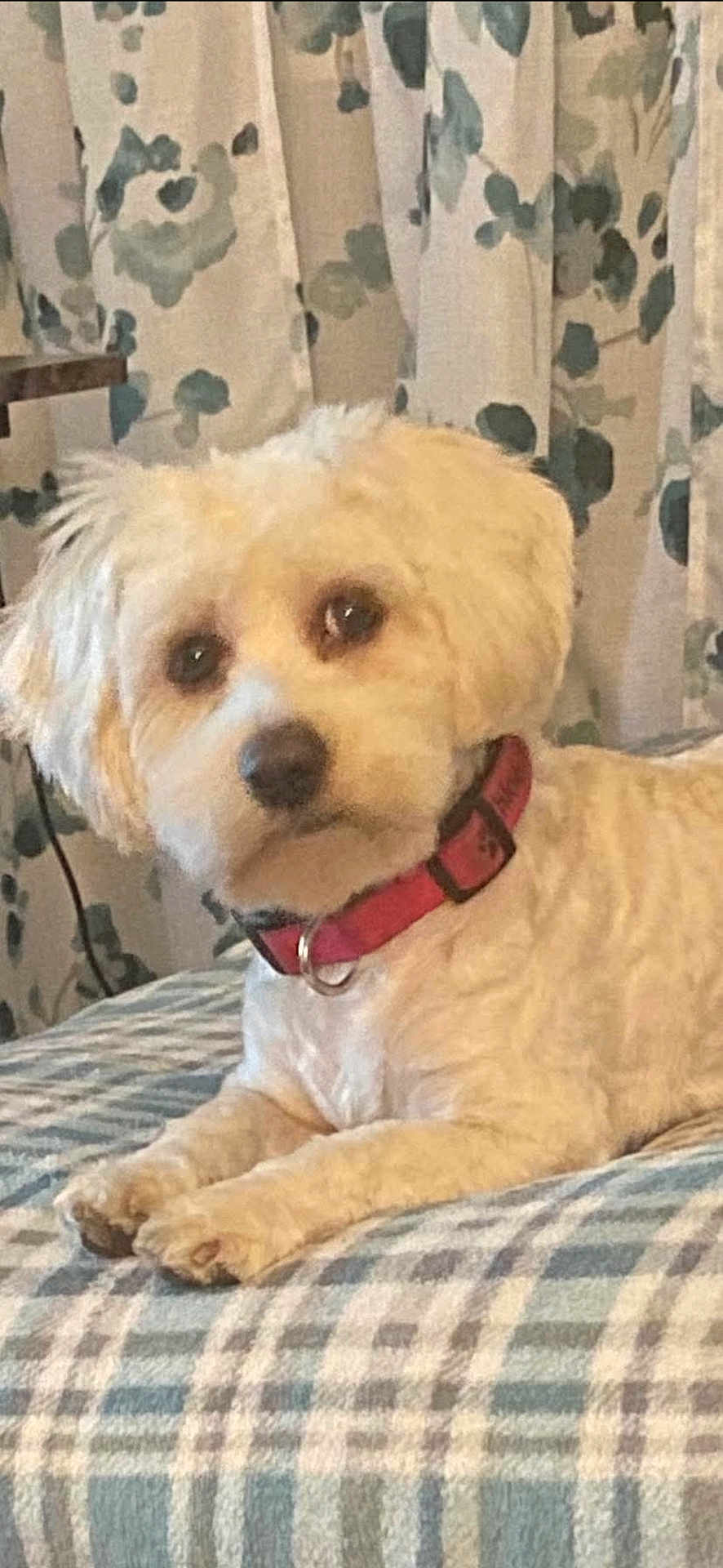 Chloe