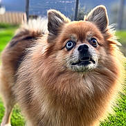 Lira participe au concours pour gagner de l'argent avec cette photo : dog, fluffy, brown_fur, outdoor, grass, pet, animal, canine, portrait, curious, wide_eyes, nature, daylight, fur, ears, nose, mouth, background_blur, standing, vibrant