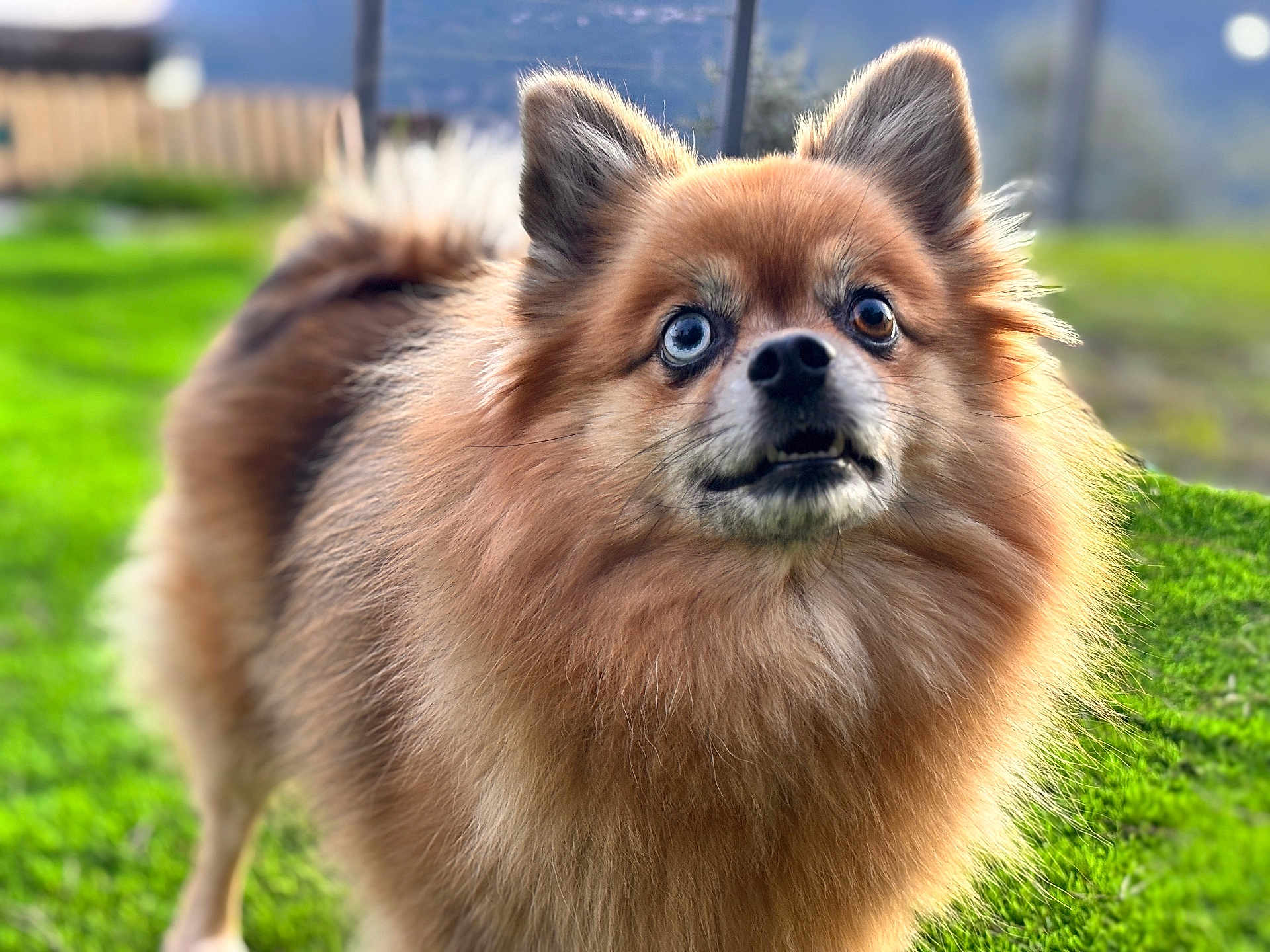 Lira participe au concours pour gagner de l'argent avec cette photo : dog, fluffy, brown_fur, outdoor, grass, pet, animal, canine, portrait, curious, wide_eyes, nature, daylight, fur, ears, nose, mouth, background_blur, standing, vibrant