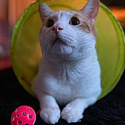Sage is registered to the contest to win money with this photo: cat, white_cat, orange_cat, pet, animal, indoor, toy, ball, curious, playful, closeup, feline, paws, tunnel, cute, domestic_cat, whiskers, fur, looking_up, background_blur