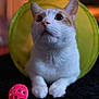 cat, white_cat, orange_cat, pet, animal, indoor, toy, ball, curious, playful, closeup, feline, paws, tunnel, cute, domestic_cat, whiskers, fur, looking_up, background_blur