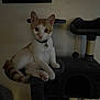 Sage is registered to the contest to win money with this photo: cat, orange_cat, white_cat, cat_tree, pet, indoor, feline, animal, curious, sitting, collar, bell, paw, ears, whiskers, tail, furniture, wall, low_light, domestic