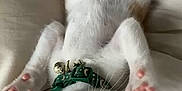 Sage is registered to the contest to win money with this photo: kitten, cat, pet, collar, paws, whiskers, cute, fur, sleeping_area, indoor, resting, playful, closeup, animal, feline, soft, young, adorable, relaxed, cute_pet
