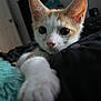 Sage joined the competition — help win amazing prizes! cat, kitten, paw, close_up, indoor, fur, whiskers, ears, eyes, curious, pet, animal, cute, domestic, relaxing, bed, blanket, soft, focus, portrait