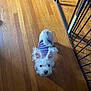 Pebbles joined the competition — help win amazing prizes! dog, white_dog, small_dog, curly_fur, purple_sweater, wooden_floor, indoor, pet, looking_up, ears_up, cute, cozy, fence, metal_gate, home, flooring, animal, companion, domestic, curious