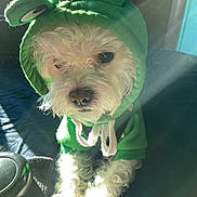 Pebbles joined the competition — help win amazing prizes! dog, pet, hoodie, green, costume, cute, animal, curly_fur, indoors, sunlight, white, small_dog, portrait, sitting, closeup, furry, adorable, face, eyes, cozy
