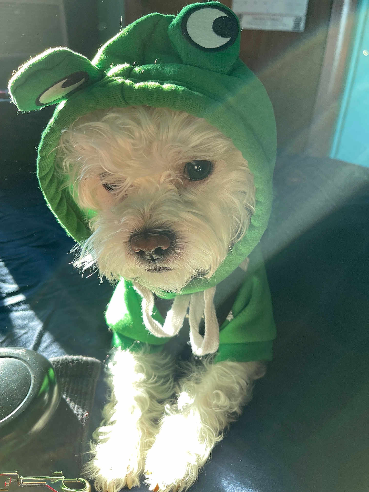 Pebbles joined the competition — help win amazing prizes! dog, pet, hoodie, green, costume, cute, animal, curly_fur, indoors, sunlight, white, small_dog, portrait, sitting, closeup, furry, adorable, face, eyes, cozy