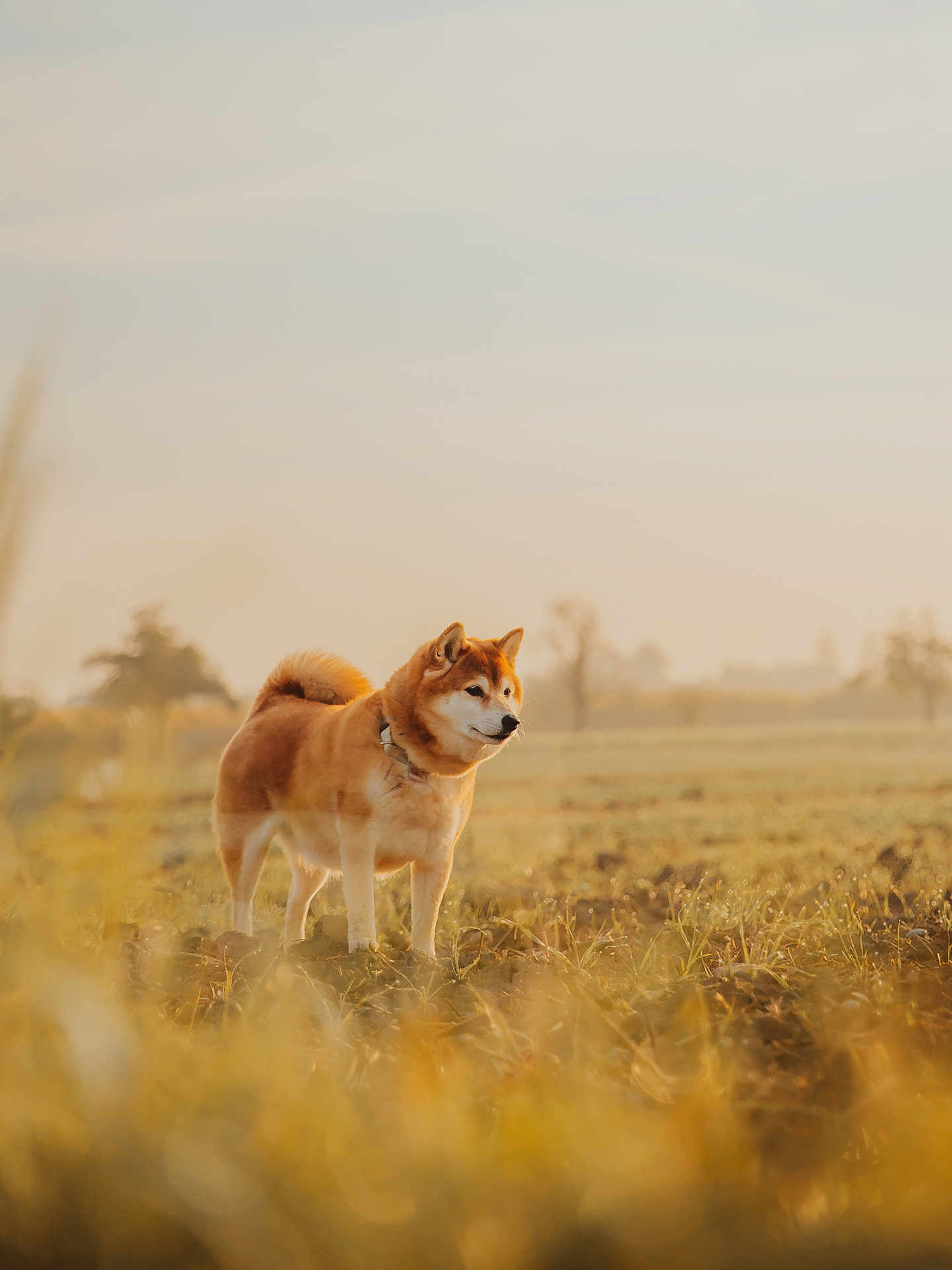 Zelda a rejoint le concours — aidez-le/la à gagner de superbes lots ! dog, shiba_inu, field, sunlight, outdoor, nature, grass, animal, pet, canine, golden_hour, standing, fur, collar, mammal, peaceful, scenic, daytime, landscape, cute