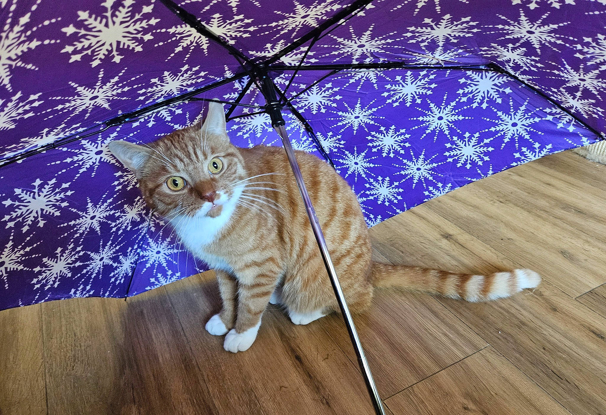 Findlay is registered to the contest to win money with this photo: carnivore, cat, domestic_short_haired_cat, electric_blue, fawn, felidae, flooring, fur, grass, hardwood, laminate_flooring, organism, plant, small_to_medium_sized_cats, tail, tree, varnish, whiskers, wood, wood_stain