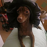 Freya is registered to the contest to win money with this photo: bed, blanket, bonnet, brown_fur, cardboard_box, chair, claws, costume, dim_lighting, dog, domestic, expression, home, indoors, looking_at_camera, paws, pet, portrait, quilt, small_dog