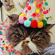Gizmo joined the competition — help win amazing prizes! cat, feline, persian_cat, pet, party_hat, pompom, polka_dot, colorful, ruffled_collar, close_up, whiskers, expressive_eyes, fur, indoors, blanket, celebration, portrait, costume, cute, accessory