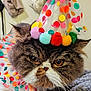 cat, feline, persian_cat, pet, party_hat, pompom, polka_dot, colorful, ruffled_collar, close_up, whiskers, expressive_eyes, fur, indoors, blanket, celebration, portrait, costume, cute, accessory