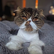 Gizmo is registered to the contest to win money with this photo: cat, feline, pet, persian_cat, flat_face, amber_eyes, whiskers, paws, fur, close_up, portrait, indoor, bed, blanket, cozy, muzzle, soft_lighting, bokeh_background, brown_and_white, grumpy
