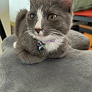 Baker is registered to the contest to win money with this photo: cat, gray_cat, white_fur, pet, indoor, collar, star_tag, cushion, soft_texture, close_up, whiskers, ears, relaxed, feline, household, domestic_animal, fur, animal, cute, resting