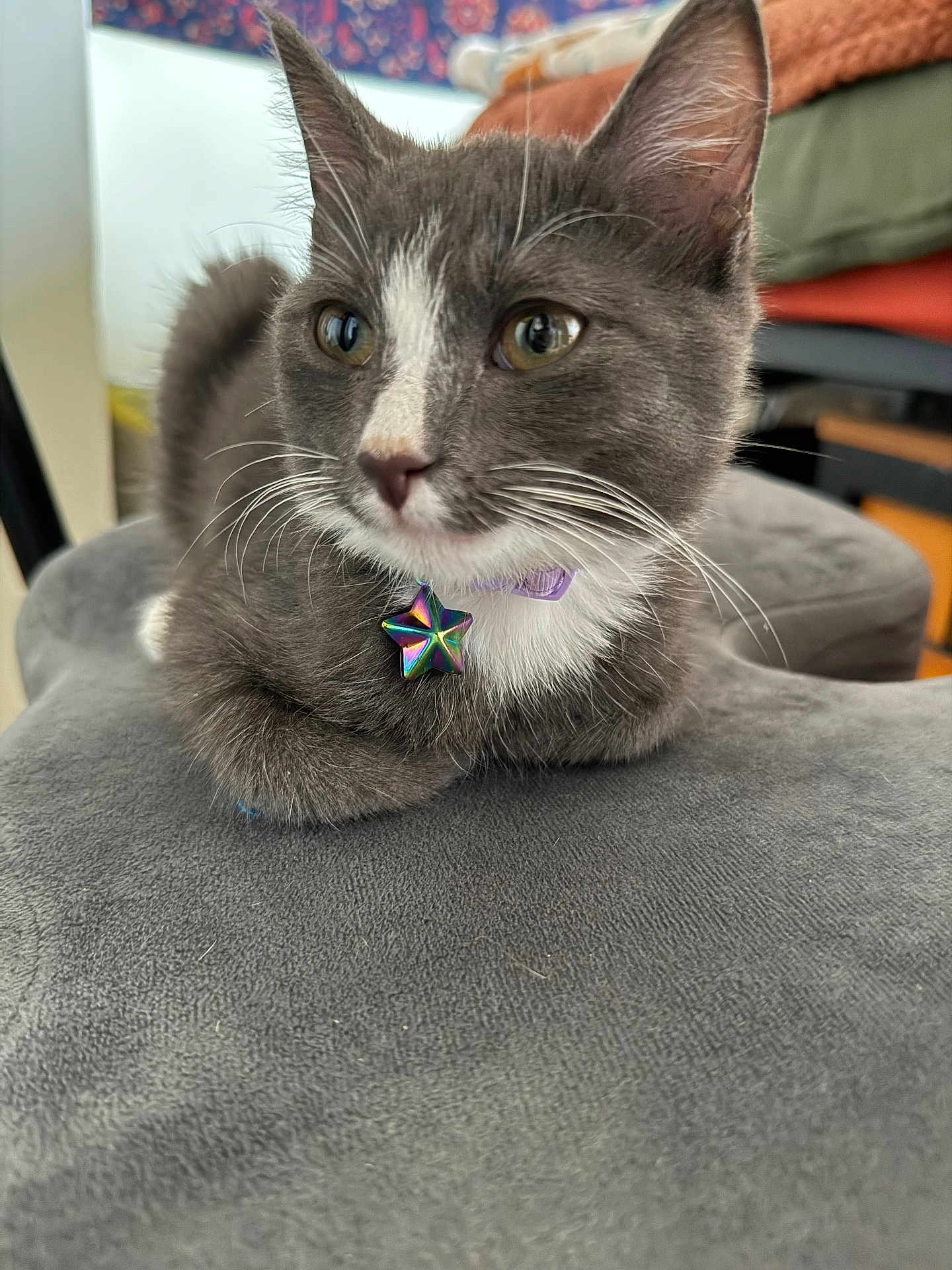 Baker is registered to the contest to win money with this photo: cat, gray_cat, white_fur, pet, indoor, collar, star_tag, cushion, soft_texture, close_up, whiskers, ears, relaxed, feline, household, domestic_animal, fur, animal, cute, resting