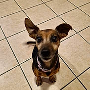 Fripouille participe au concours pour gagner de l'argent avec cette photo : dog, pet, small_dog, ears, collar, tile_floor, indoor, looking_up, brown, black, animal, canine, paw, cute, companion, domestic, young_dog, blurred, floor, tile