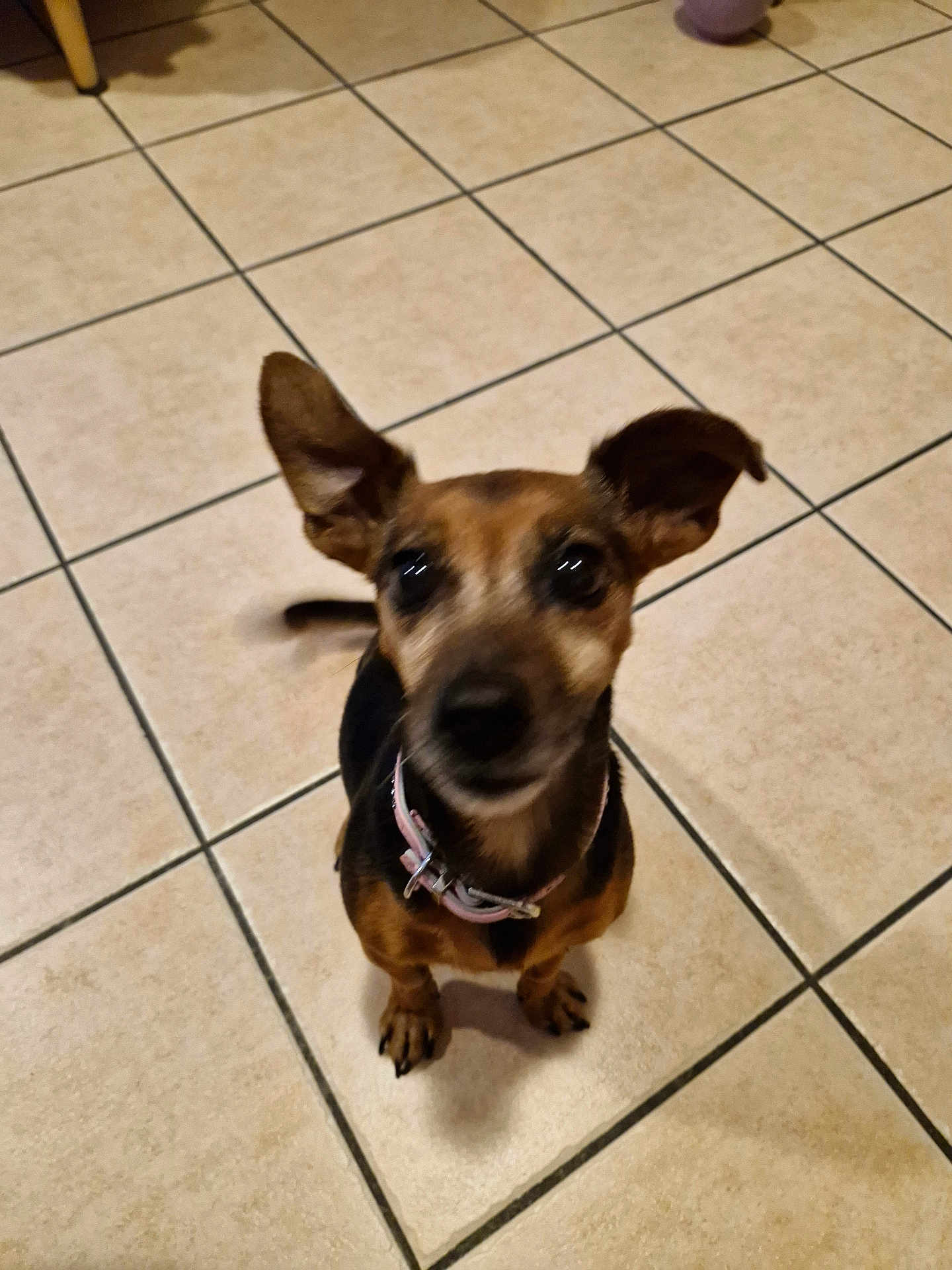 Fripouille participe au concours pour gagner de l'argent avec cette photo : dog, pet, small_dog, ears, collar, tile_floor, indoor, looking_up, brown, black, animal, canine, paw, cute, companion, domestic, young_dog, blurred, floor, tile
