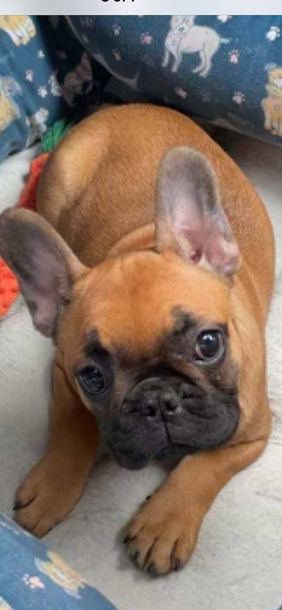 Cora is registered to the contest to win money with this photo: bored, bulldog, canidae, carnivore, comfort, companion_dog, dog, dog_breed, ear, fawn, french_bulldog, molosser, pug, snout, sporting_group, terrestrial_animal, toy_dog, whiskers, working_animal, wrinkle