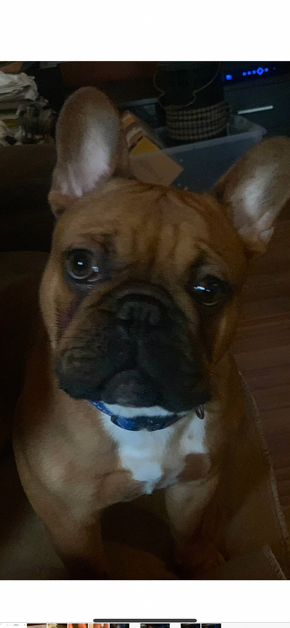 Finley is registered to the contest to win money with this photo: ancient_dog_breeds, bulldog, canidae, carnivore, companion_dog, dog, dog_breed, ear, fawn, molosser, non_sporting_group, old_english_bulldog, snout, sporting_group, terrestrial_animal, toy_dog, whiskers, working_animal, wrinkle