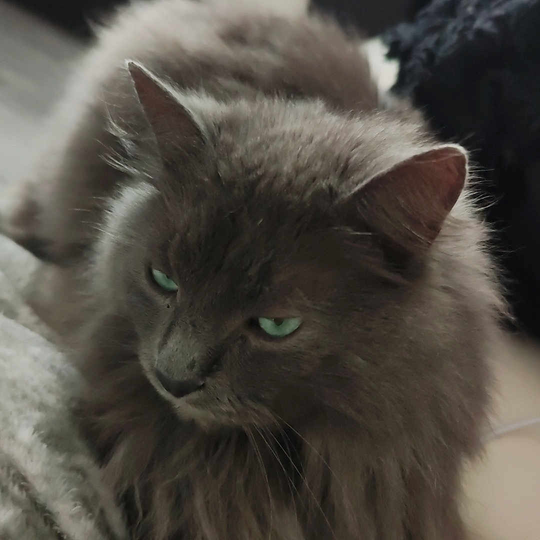Gribouille participe au concours pour gagner de l'argent avec cette photo : animal, blanket, cat, closeup, couch, cozy, domestic, feline, fluffy, fur, gray_cat, green_eyes, home, indoor, mammal, pet, portrait, relaxed, resting, whiskers