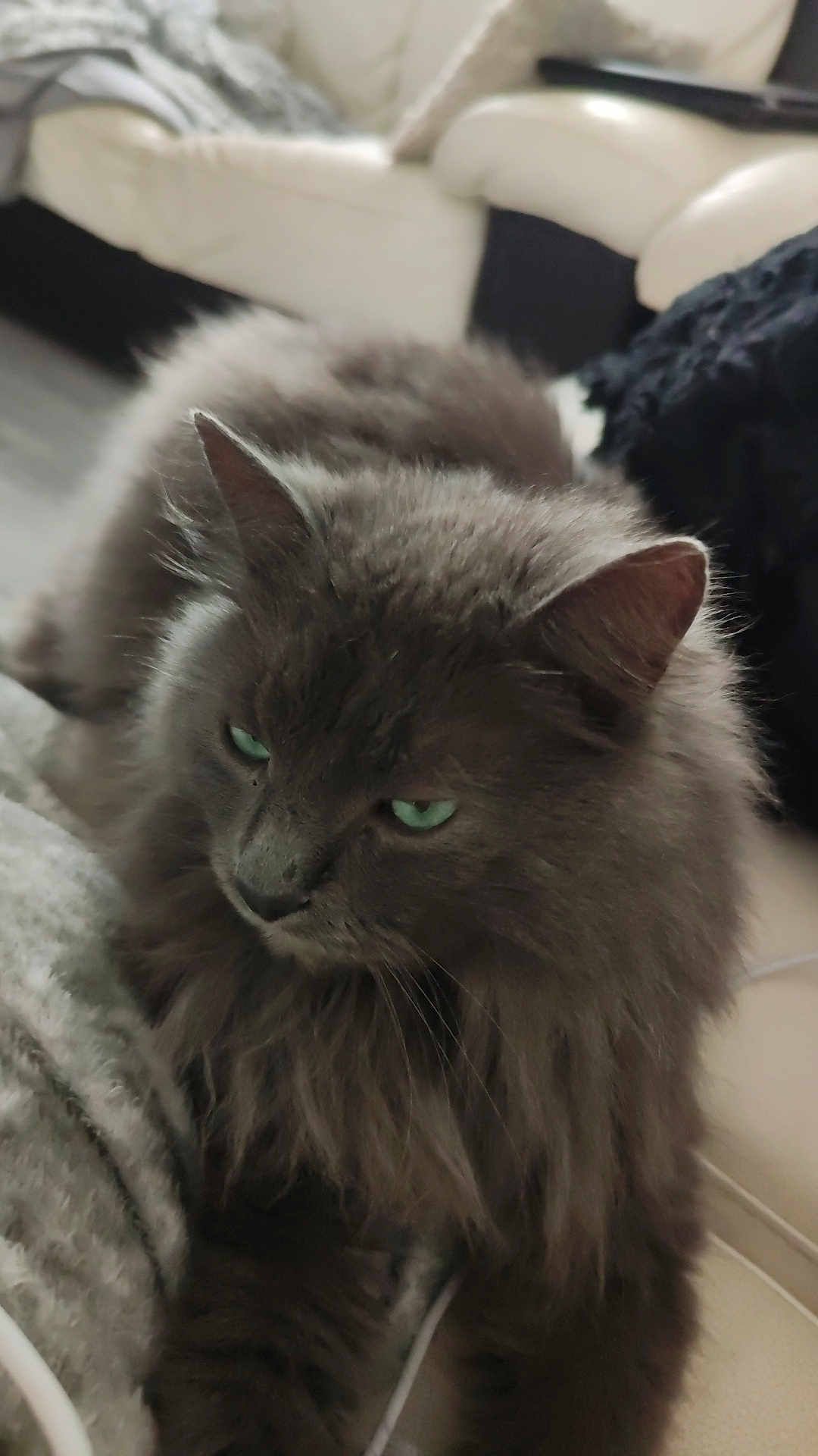 Gribouille participe au concours pour gagner de l'argent avec cette photo : cat, gray_cat, fluffy, green_eyes, pet, indoor, feline, cozy, couch, blanket, fur, whiskers, relaxed, animal, mammal, domestic, closeup, portrait, resting, home