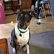 Hank joined the competition — help win amazing prizes! dog, pet, indoor, carpet, floor, collar, crate, tennis_ball, kitchen, chair, table, cabinet, step_ladder, toy, household_items, brown, black, white, animal, curious