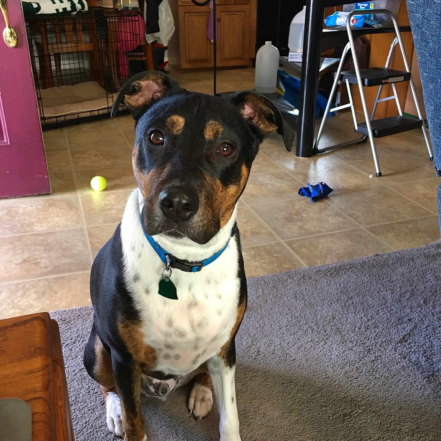 Hank