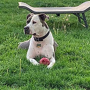 Chief joined the competition — help win amazing prizes! dog, grass, ball, bench, collar, outdoor, pet, play, fence, greenery, nature, animal, canine, leisure, summer, yard, domestic, mammal, resting, toy