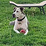dog, grass, ball, bench, collar, outdoor, pet, play, fence, greenery, nature, animal, canine, leisure, summer, yard, domestic, mammal, resting, toy