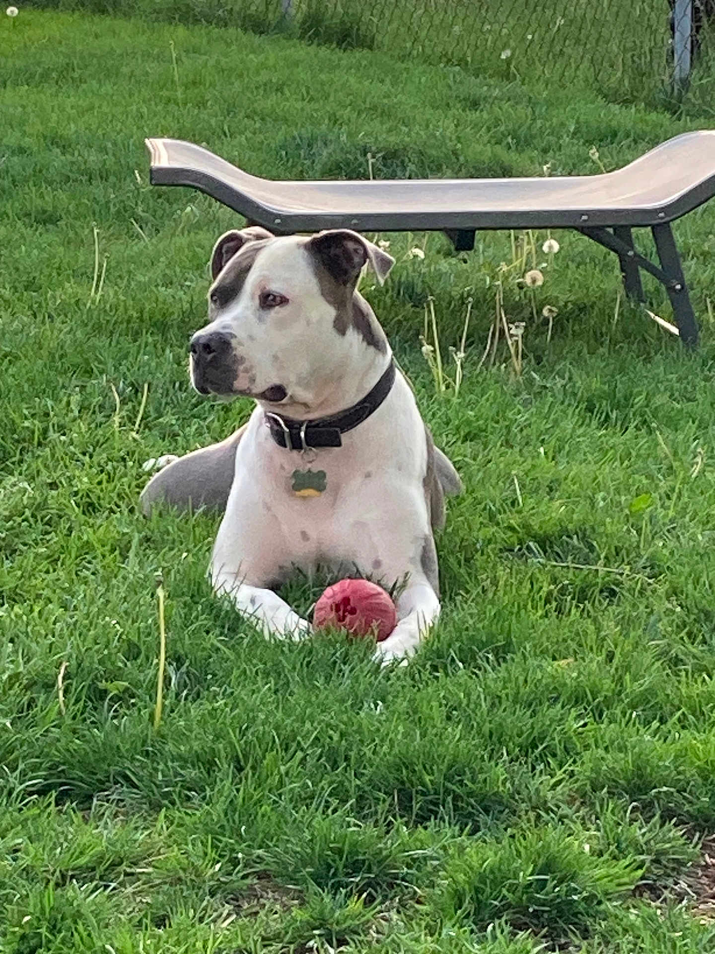 Chief joined the competition — help win amazing prizes! dog, grass, ball, bench, collar, outdoor, pet, play, fence, greenery, nature, animal, canine, leisure, summer, yard, domestic, mammal, resting, toy