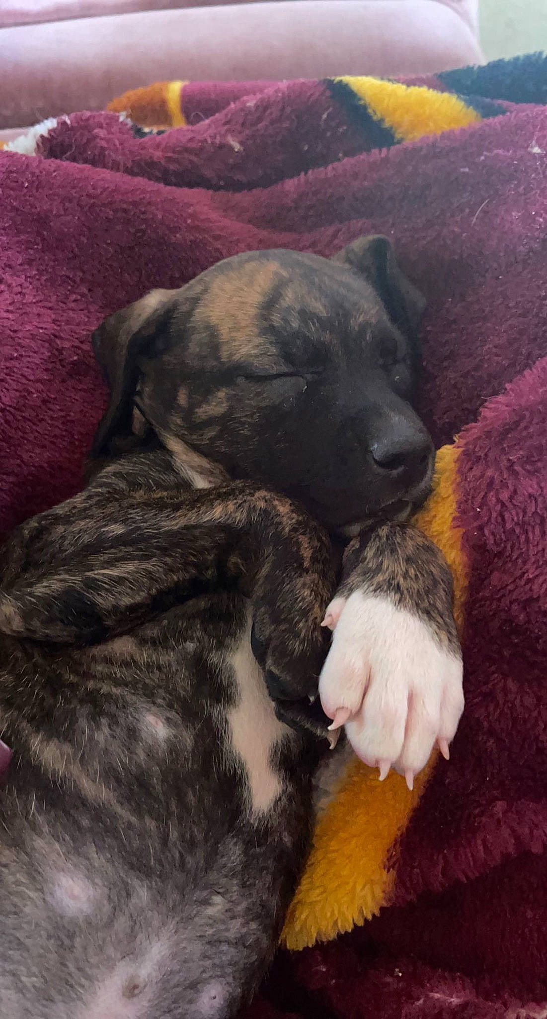 Guss is registered to the contest to win money with this photo: bulldog, canidae, carnivore, comfort, companion_dog, dog, dog_breed, fawn, fur, grey, guard_dog, magenta, nap, non_sporting_group, paw, puppy_love, sporting_group, terrestrial_animal, working_animal, wrinkle