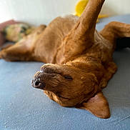 Kikou a rejoint le concours — aidez-le/la à gagner de superbes lots ! animal, bed, blue_surface, brown_dog, canine, close_up, cozy, cute, dog, domestic_animal, fur, indoor, lying_down, napping, paw_up, peaceful, pet, relaxed, resting, sleeping