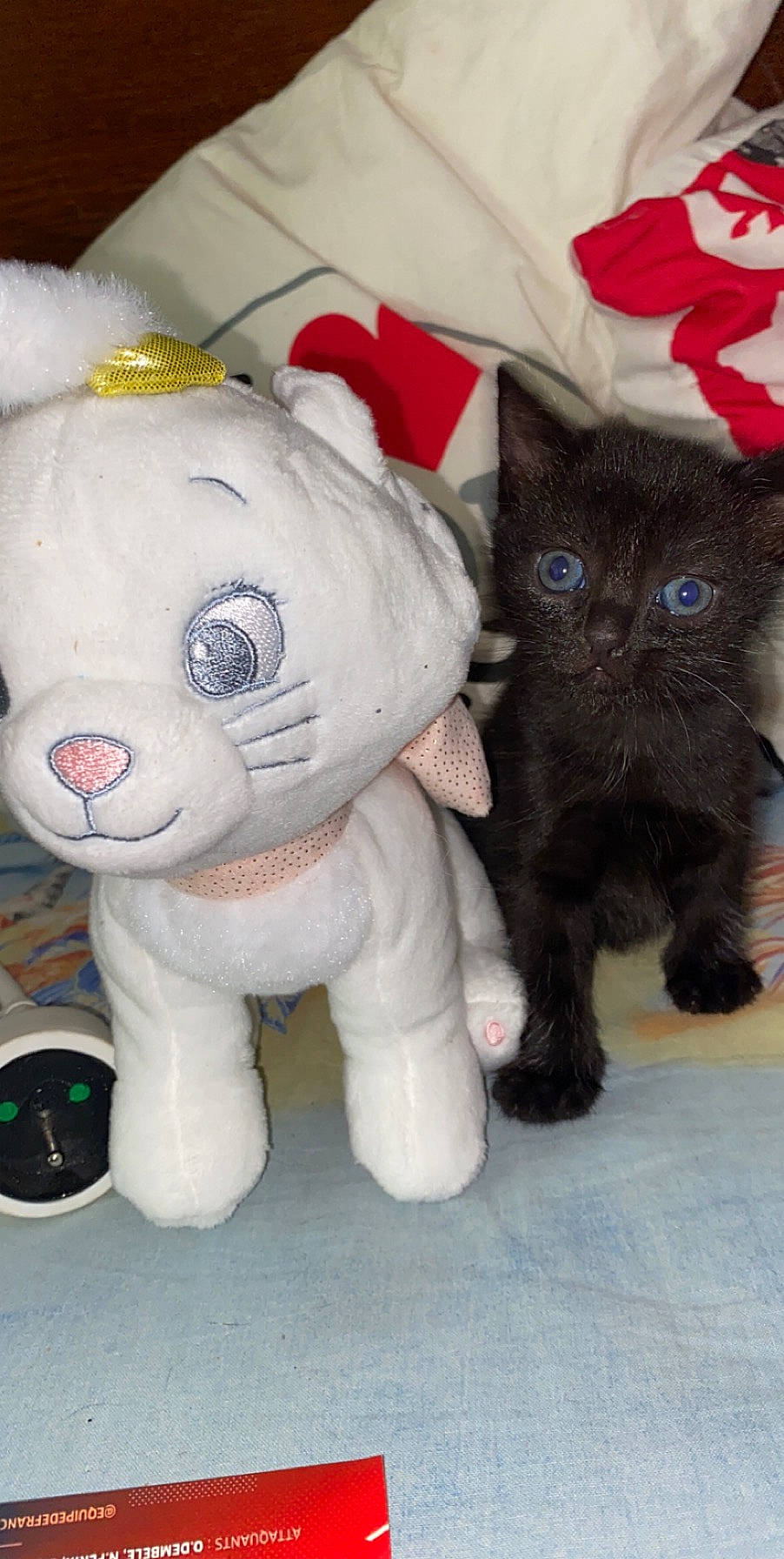 Nala participe au concours pour gagner de l'argent avec cette photo : black_cat, carnivore, cat, fawn, felidae, kitten, plush, small_to_medium_sized_cats, snout, stuffed_toy, textile, toy, whiskers